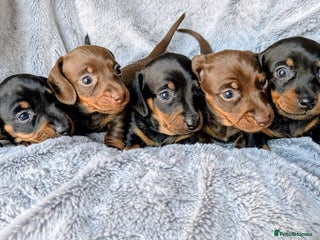 Miniature Dachshund dogs - Advert 1