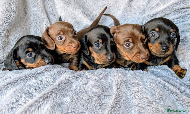 Miniature Dachshund dogs - Advert 3
