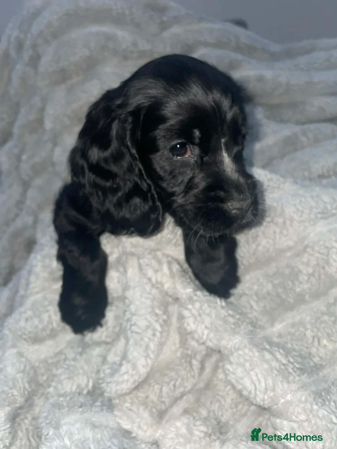 Cocker Spaniel dogs for sale: Show type cocker spaniel  in Carluke - Advert 6