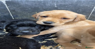 Labrador Retriever dogs - Advert 3