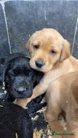 Labrador Retriever dogs - Advert 2