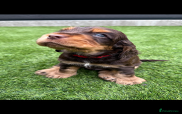 Cocker Spaniel dogs for sale: Quality English Show Cocker Spaniels (Serci Lines) - Image 18