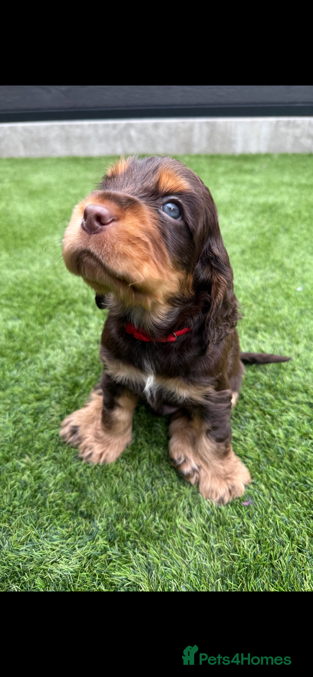 Cocker Spaniel dogs for sale: Quality English Show Cocker Spaniels (Serci Lines) - Image 18