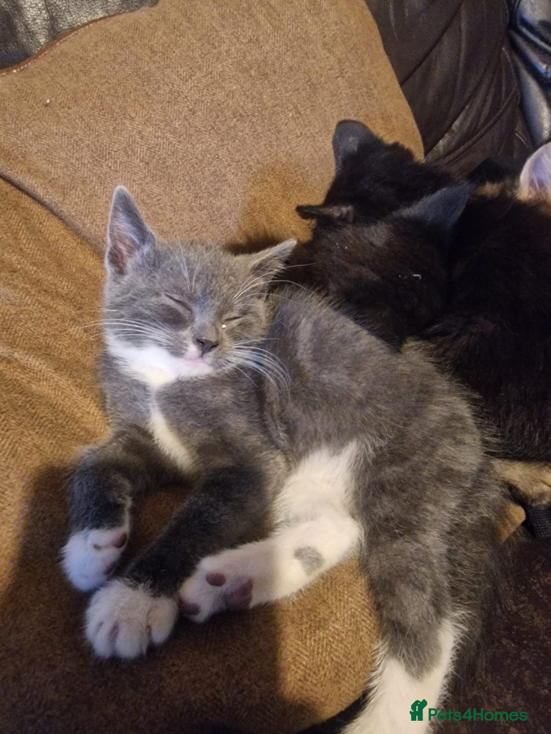 British Shorthair cats for sale: British short hair kittens  - Image 10
