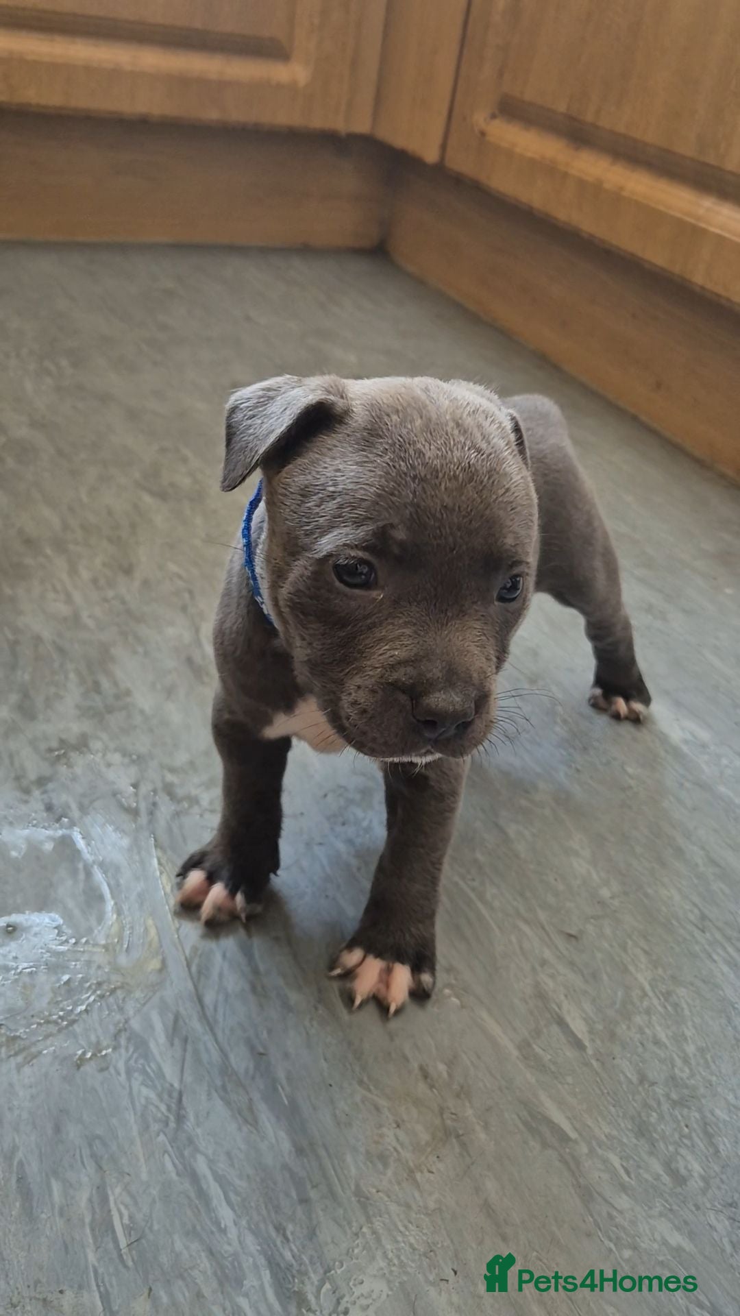 Staffordshire Bull Terrier dogs Six Staffordshire bull terrier pups for sale  - Advert 2