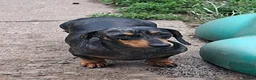 Miniature Dachshund dogs for sale: Lovely friendly little dachshund girl  - Advert 1