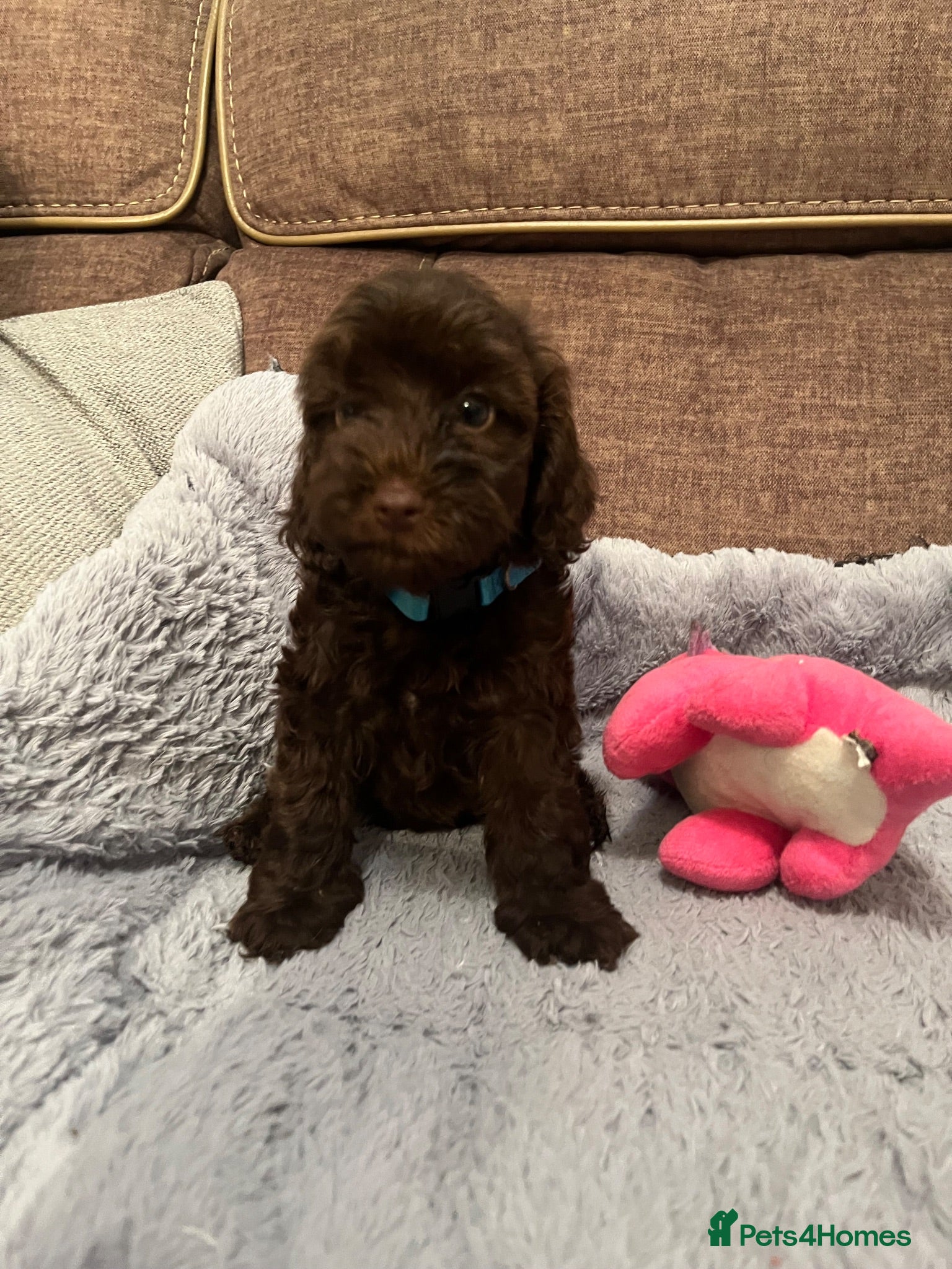 Cockapoo dogs 💙Beautiful,super friendly,Cockapoo F1 Puppies  - Advert 1