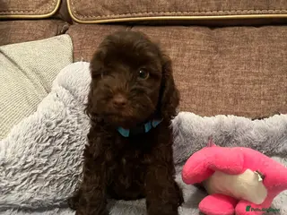 Cockapoo dogs 💙Beautiful,super friendly,Cockapoo F1 Puppies - Advert 1