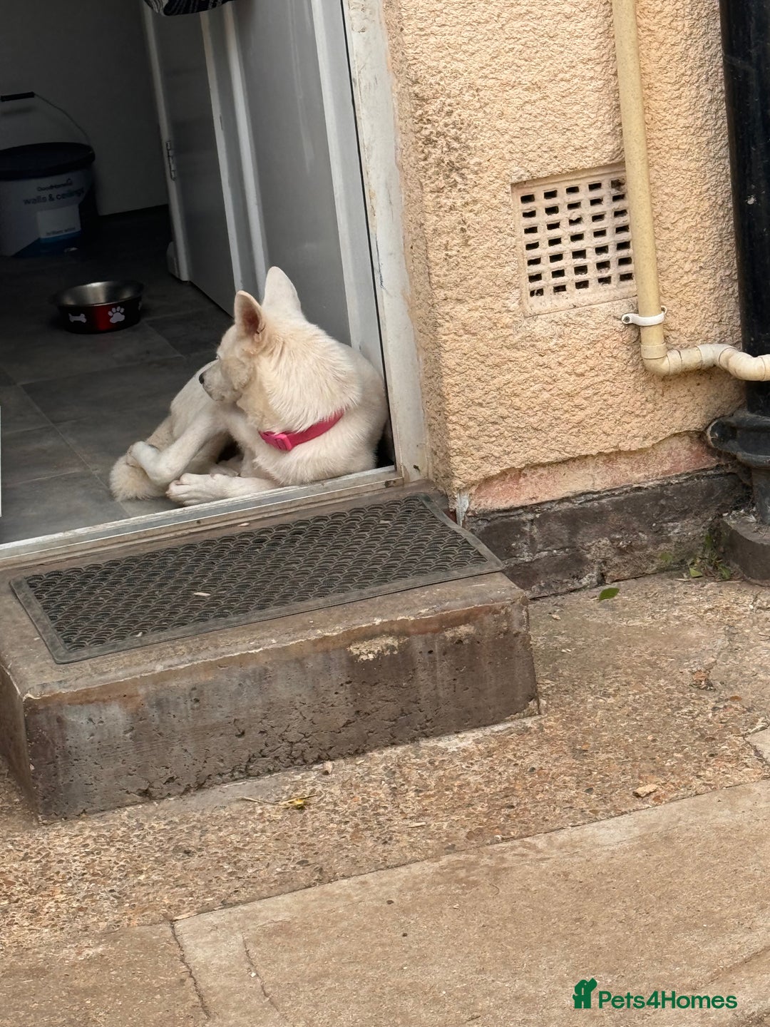 Mixed Breed dogs for sale: Snowy - Image 15