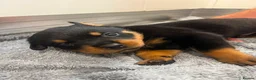 Rottweiler dogs for sale: KC Registered Rottweiler Puppies - Advert 19
