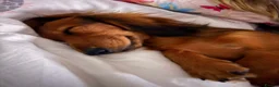 Miniature Dachshund dogs for sale: Beautiful Pedigree Long-Haired Dachshund Puppy - Advert 6