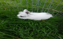 Lionhead rabbits for sale: Lionhead fluffy bunnies  - Image 1