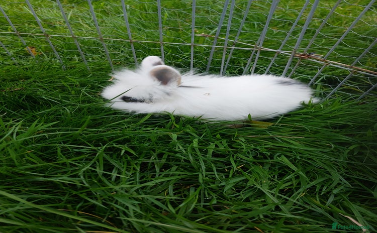 Lionhead rabbits - Advert 13