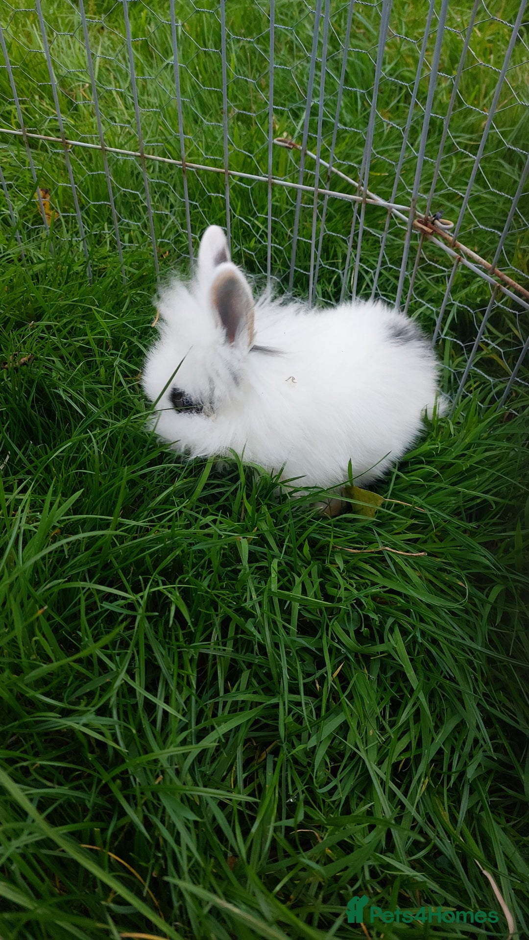 Lionhead rabbits for sale: Lionhead fluffy bunnies  - Image 1