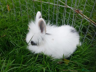 Lionhead rabbits - Advert 16