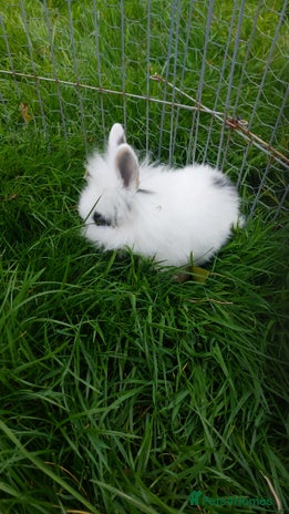 Lionhead rabbits - Advert 17