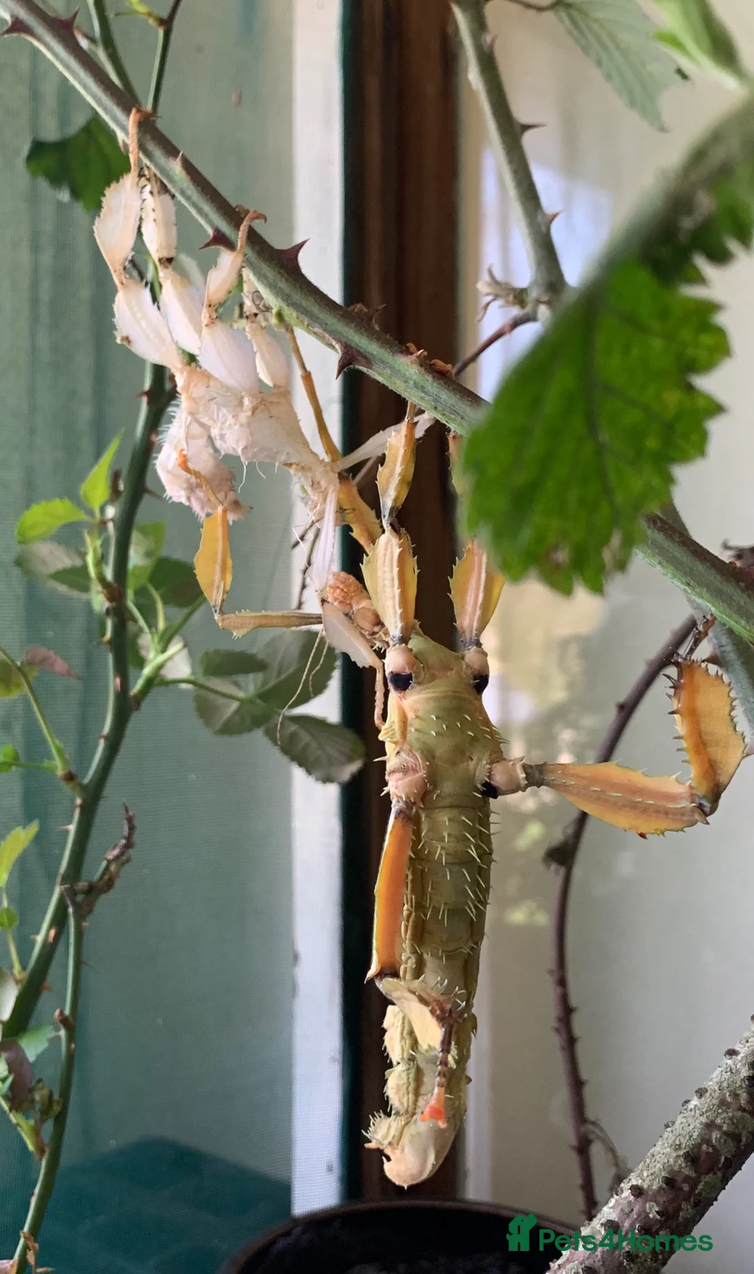 Stick Insects invertebrates for sale: Macleays Spectre Stick insects for sale. - Advert 2