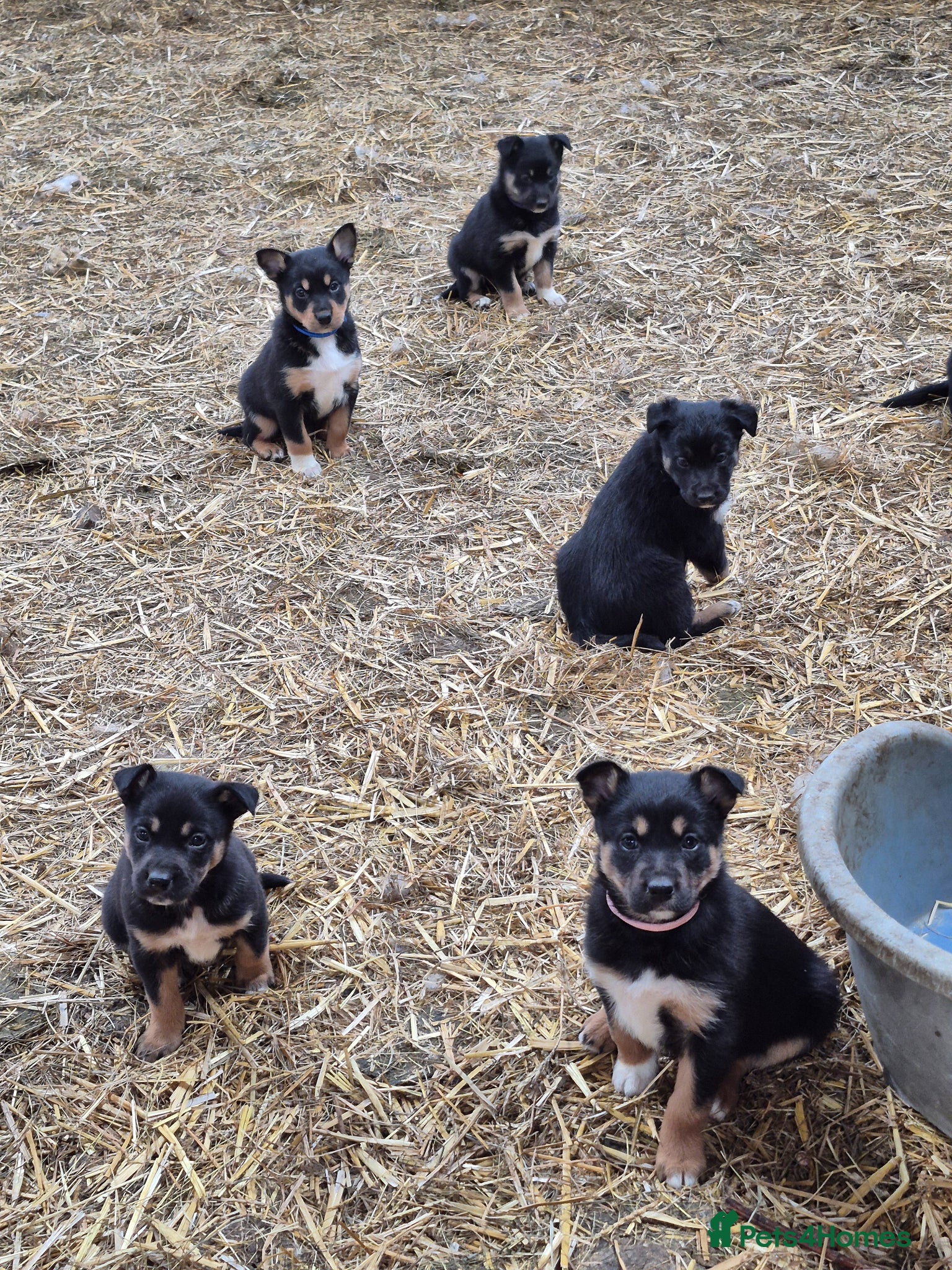 Mixed Breed dogs Working collie x kelpie puppies  - Advert 1