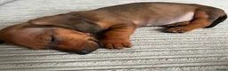 Miniature Dachshund dogs for sale: Two  Miniature Dachshunds Looking Home Together 🐾 - Advert 5