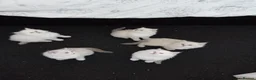 Ragdoll cats for sale: Stunning healthy ragdoll kittens  - Advert 6