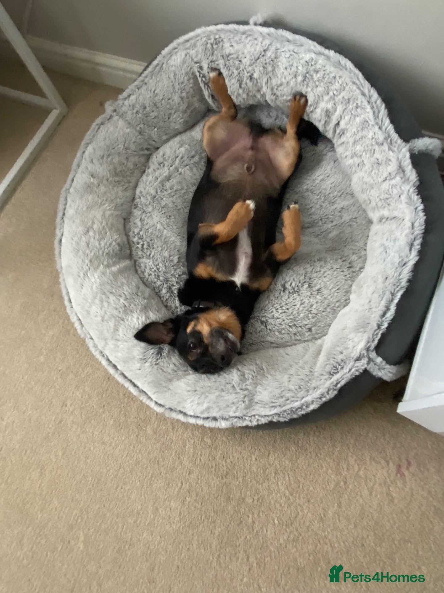 Chihuahua dogs 2x male Jack Russell and chihuahua crosses  - Advert 11