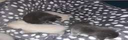 Mixed Breed cats for sale: Beautiful kittens, serious loving homes only in Broxburn - Advert 2