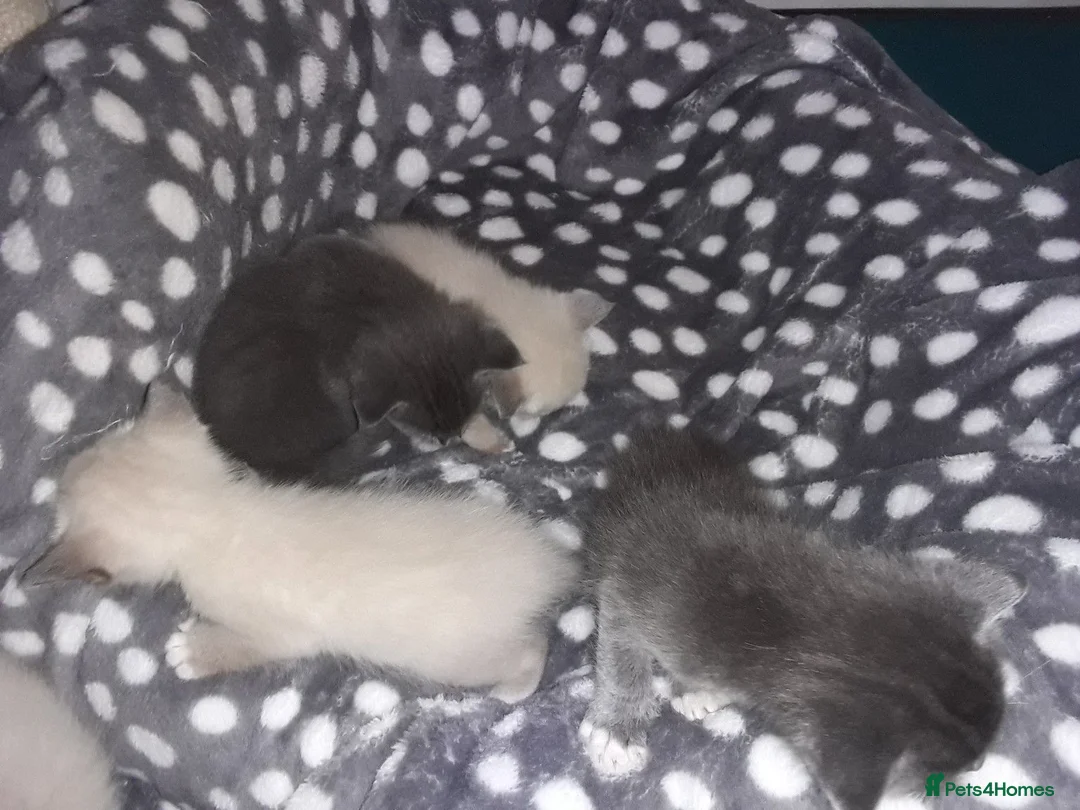 Mixed Breed cats for sale: Beautiful kittens, serious loving homes only in Broxburn - Advert 2