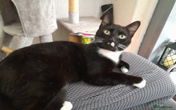 Mixed Breed cats for sale: Two 2 Year old cats looking for new forever home - Image 2