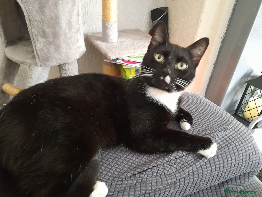 Mixed Breed cats for sale: Two 2 Year old cats looking for new forever home - Image 2