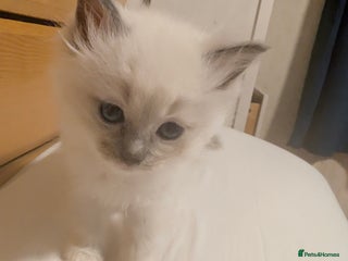 Ragdoll cats Adorable, fluffy, blue eyed Ragdoll kitten - Advert 9