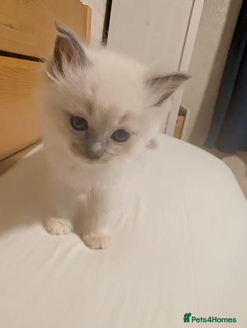 Ragdoll cats Adorable, fluffy, blue eyed Ragdoll kitten - Advert 9