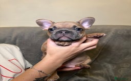 French Bulldog dogs for sale: French bulldog pups  - Image 2