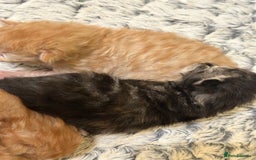 Maine Coon cats for sale: Gorgeous Maine coone kittens  - Image 6