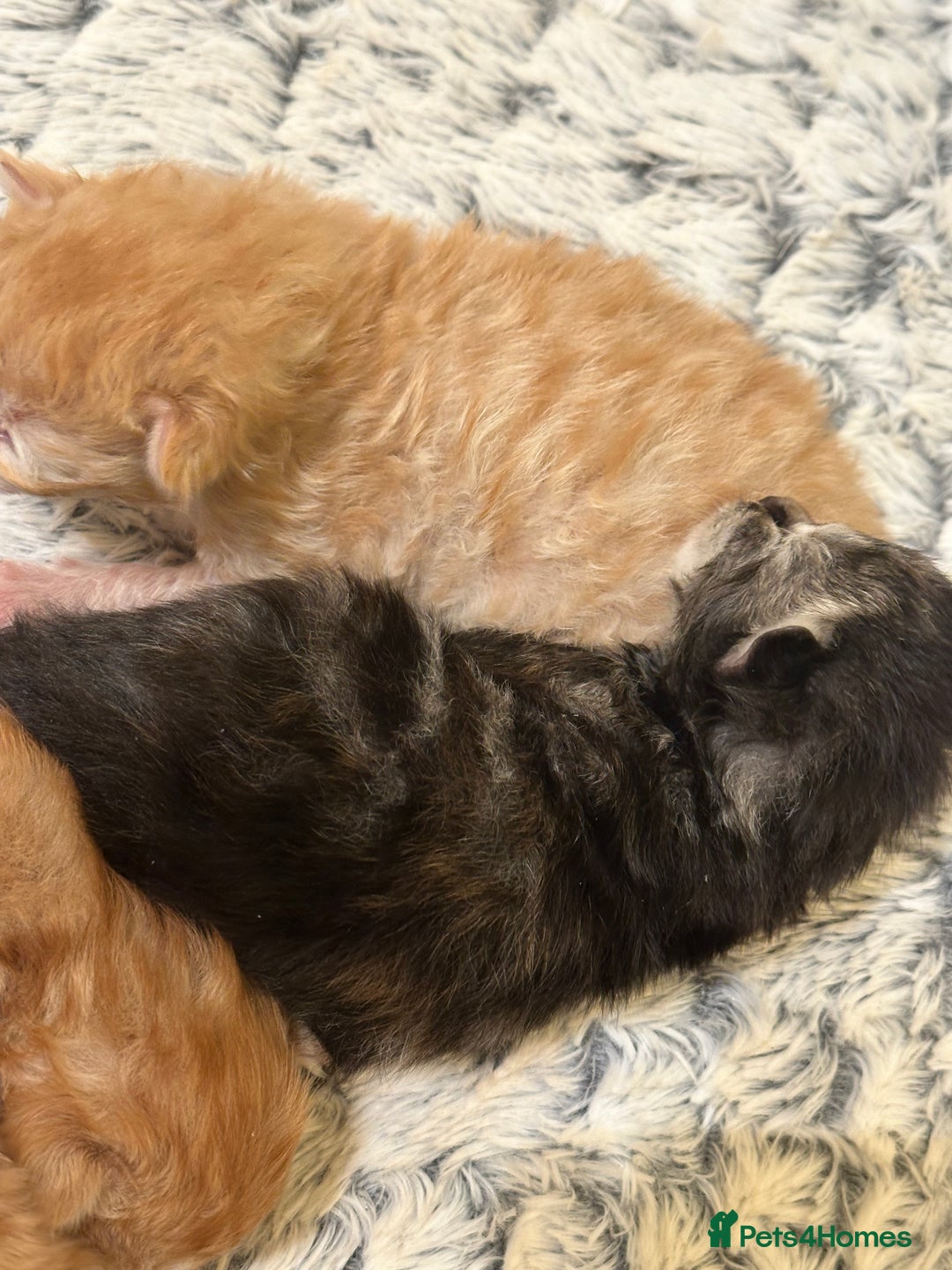 Maine Coon cats for sale: Gorgeous Maine coone kittens  - Image 6