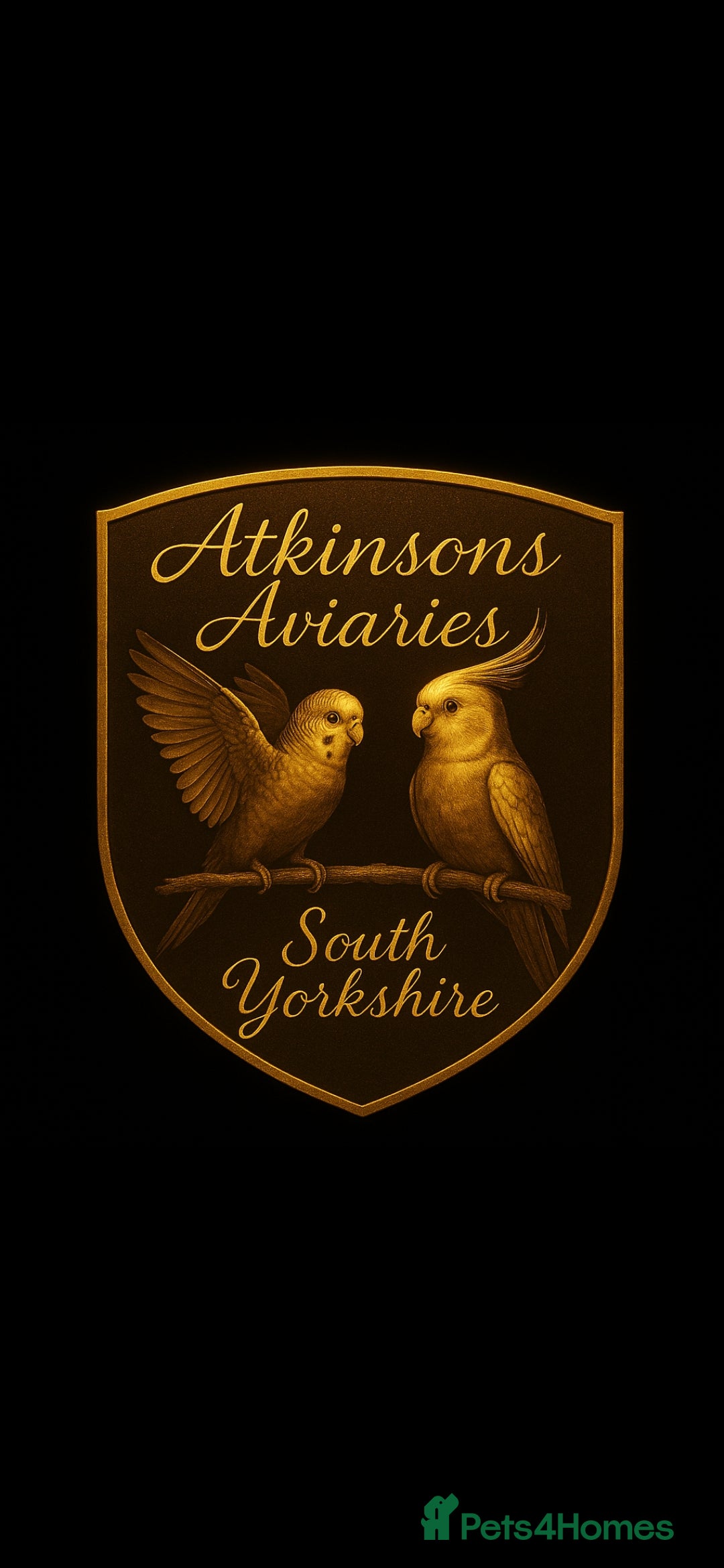 Budgerigars birds for sale: 3 baby budgies avaliable for reserve ready mid jan - Advert 1