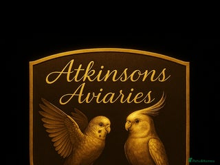 Budgerigars birds 3 baby budgies avaliable for reserve ready mid jan - Advert 4