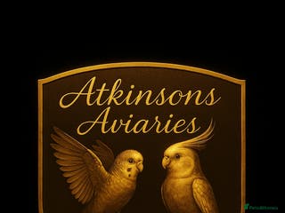 Budgerigars birds 3 baby budgies avaliable for reserve ready mid jan - Advert 12