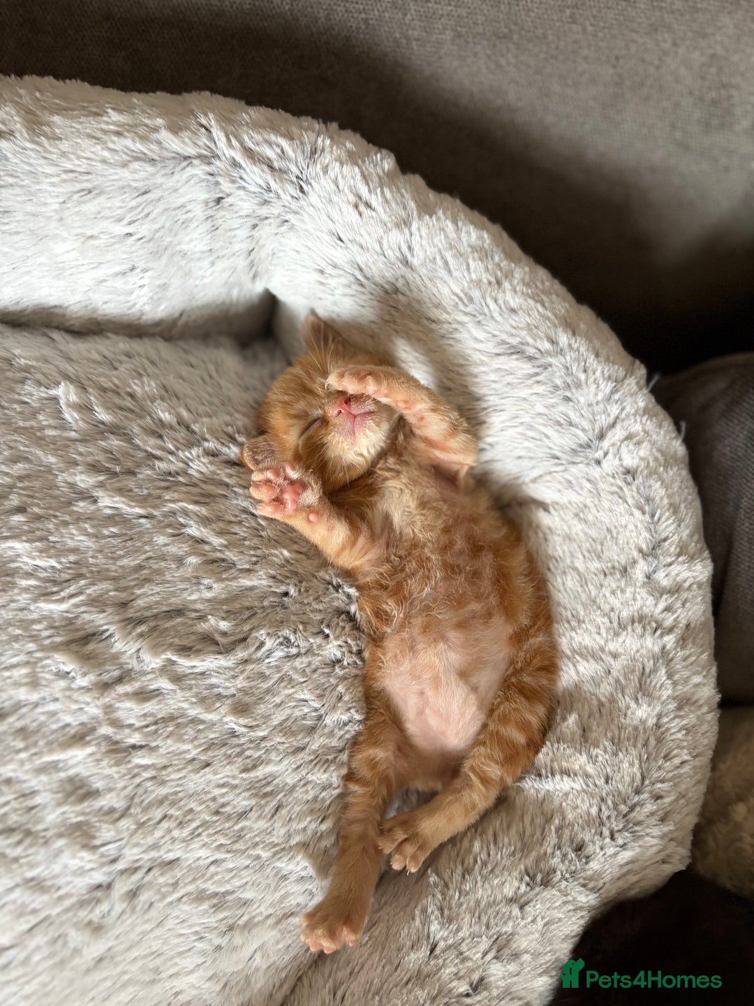 Mixed Breed cats for sale: Beautiful kittens  - Image 9
