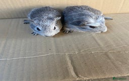 Guinea Pig rodents for sale: Baby Female Guinea Pigs  - Image 7