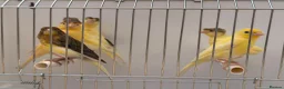 Canaries birds for sale: This year young harlequins canary’s  - Advert 3