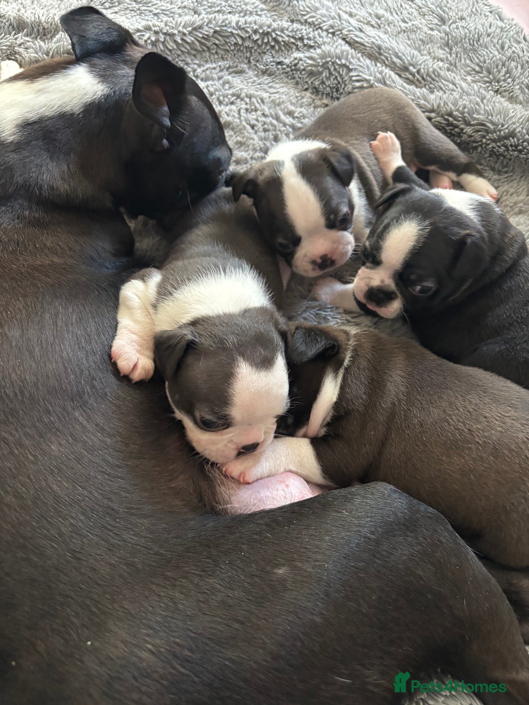 Boston Terrier dogs for sale: KC Registered 🐕❤️🏠 Puupy 🐕💙🏠Boston Terrier  - Image 7