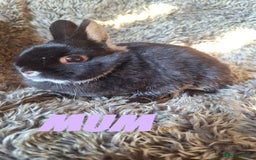 Netherland Dwarf rabbits for sale: Pure Netherland Dwarf Baby Bunnies - Image 19