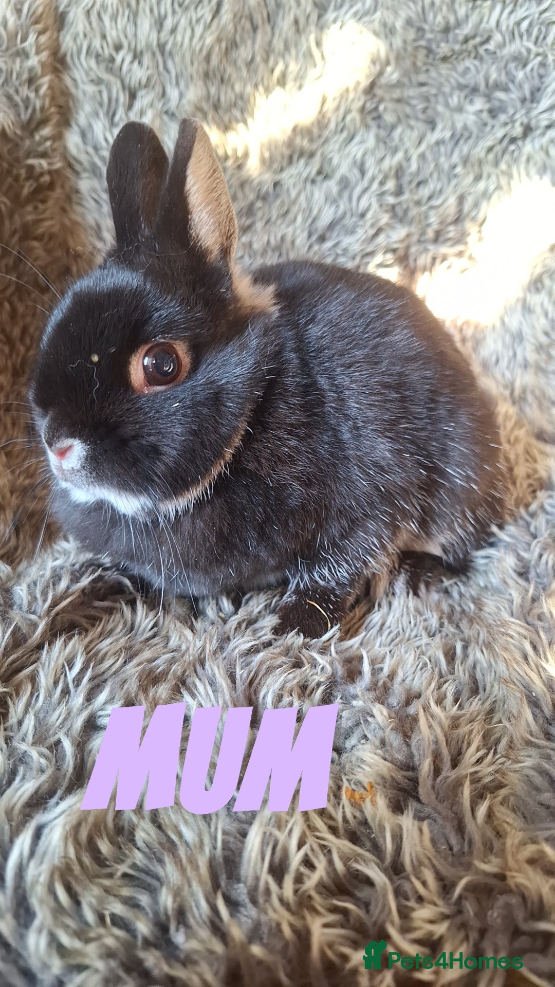 Netherland Dwarf rabbits for sale: Pure Netherland Dwarf Baby Bunnies - Image 19