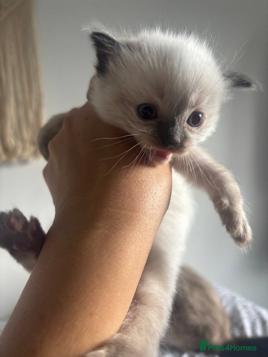 Ragdoll cats for sale: Ragdoll kittens - Image 8