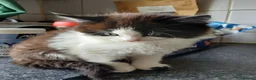 Mixed Breed cats for sale: kittens to good home  - Advert 3