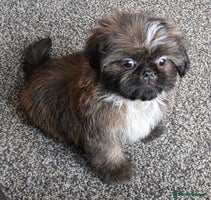 Shih Tzu dogs Fully vaccinat smalltiny Rare Brindle Imp Shih Tzu - Advert 2