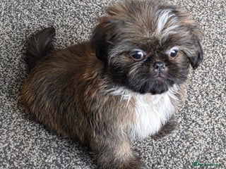 Shih Tzu dogs Fully vaccinat smalltiny Rare Brindle Imp Shih Tzu - Advert 5