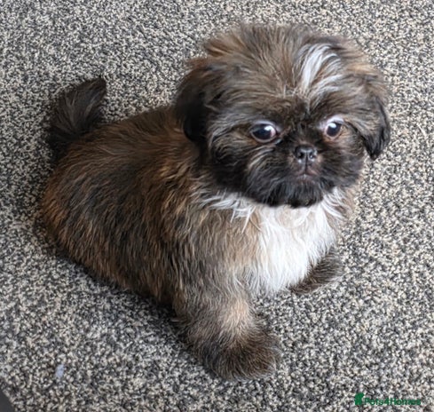 Shih Tzu dogs Fully vaccinat smalltiny Rare Brindle Imp Shih Tzu - Advert 6
