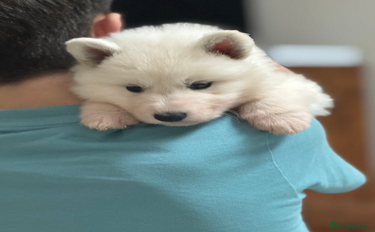 White Swiss Shepherd dogs - Advert 2