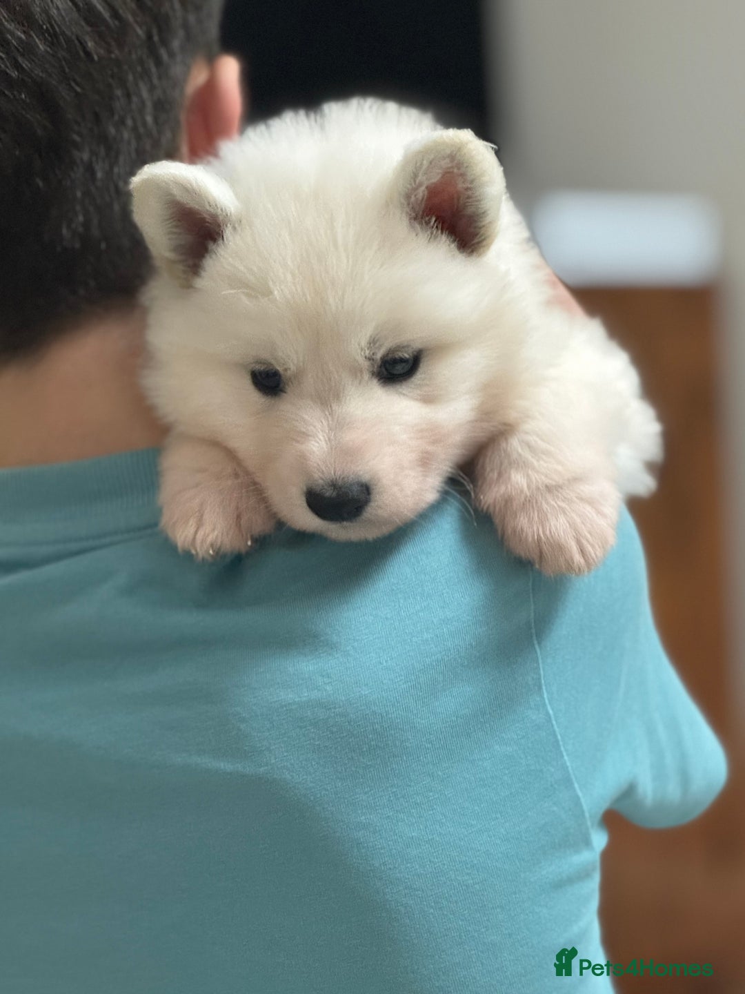 White Swiss Shepherd dogs for sale: WSS One boy and one girl available  - Advert 1